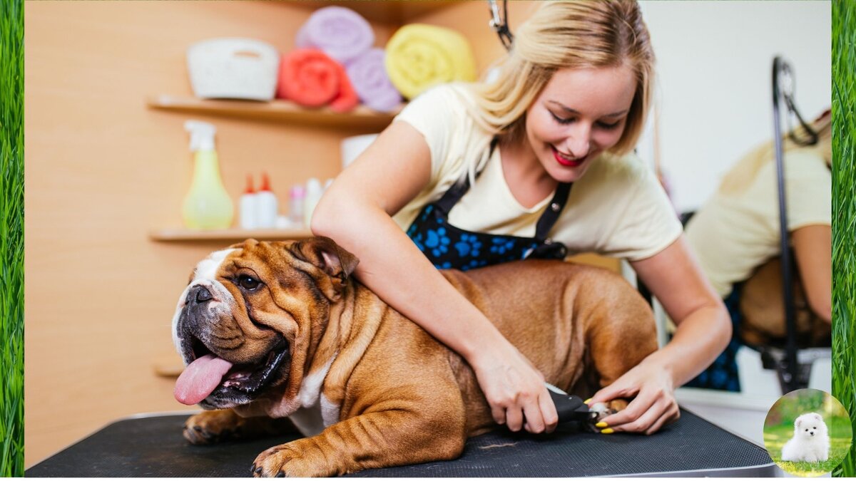 Стрижка когтей собаке