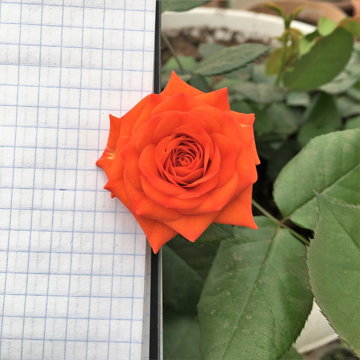 Сорта оранжевых роз спрей