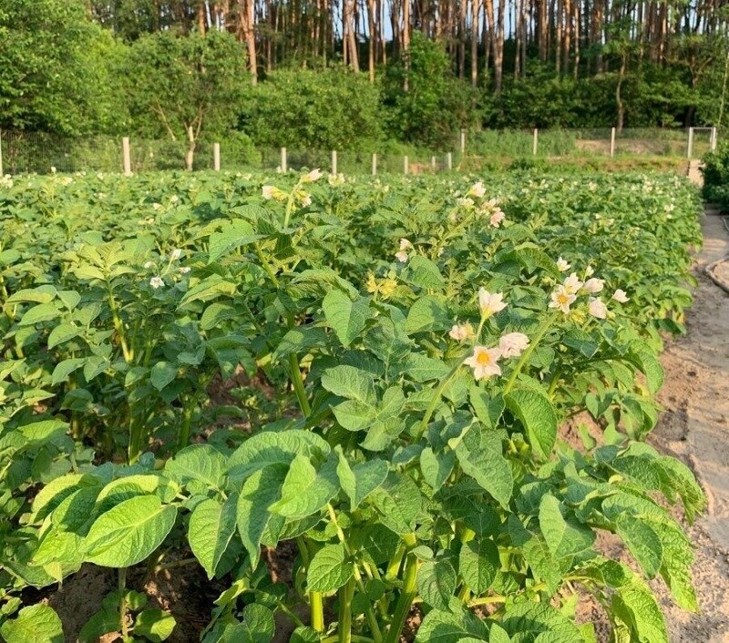 Некоторые виды картофеля имеют врожденную защиту от надоедливого жука. (Фото используется по стандартной лицензии ©hozvopros.com)