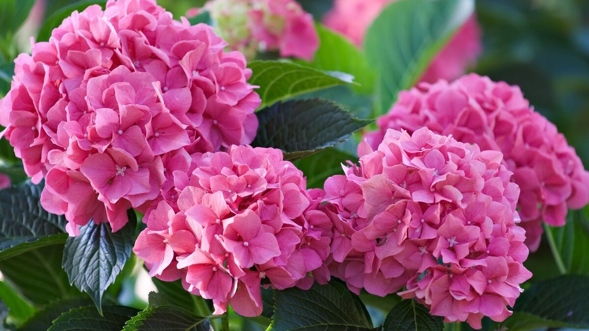 Вот такие красавицы