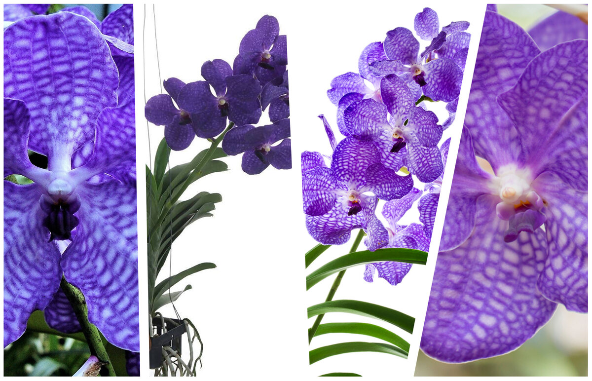 Комнатные растения с фиолетовыми цветами — топ коллекция