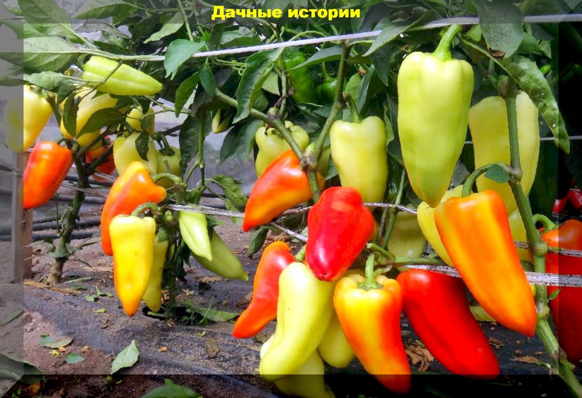Самые урожайные сорта перцев для теплицы. Перец сладкий бизон красный. Перец сладкий воевода f1 седек. Самые урожайные сорта перцев для теплицы. Коллекционные сорта сладкого перца.
