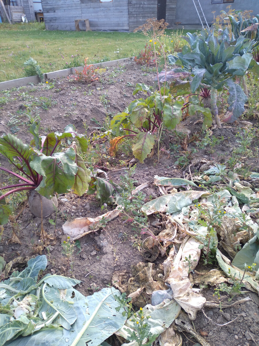 Пора убирать свеклу