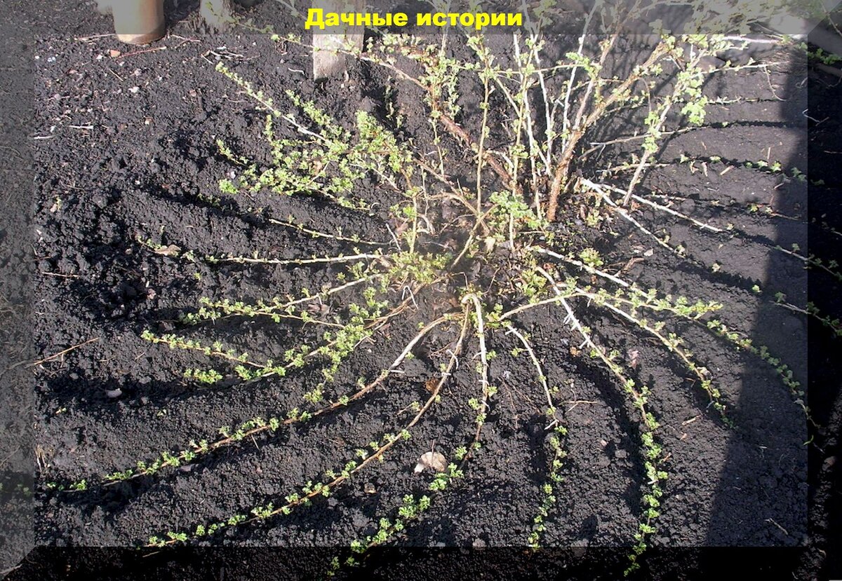 Лимонник китайский размножение отводками. Черноплодная рябина отводки. Размножение смородины отводками. Как размножить крыжовник осенью. Размножение крыжовника отводками.