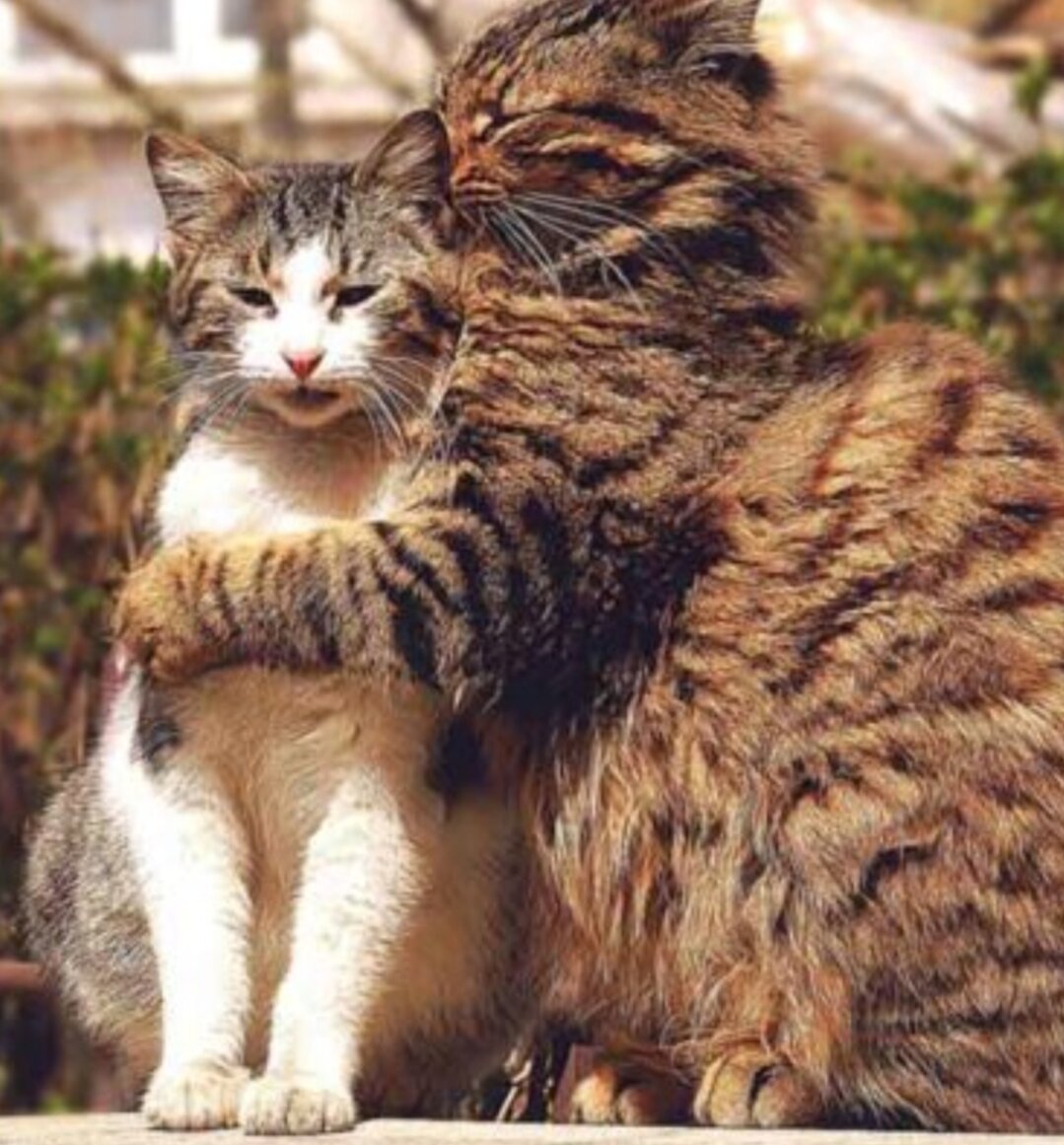 Кот и кошка. Котики любовь. Два кота. Кошачья любовь. Кошки вместе.