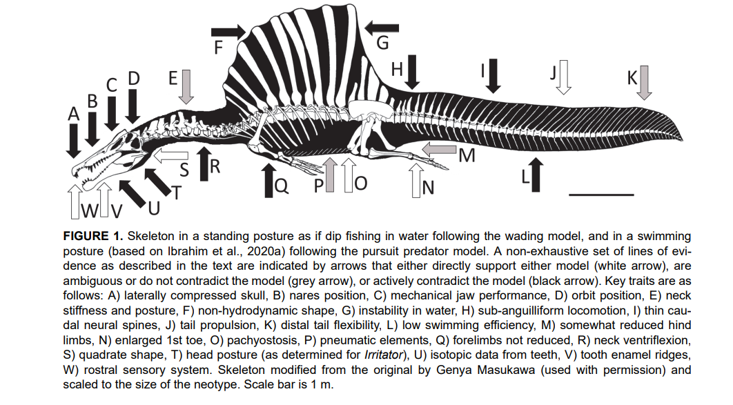 Плывущий спинозавр. Белым отмечены признаки, которые явно говорят в пользу гипотезы водного охотника, серым — которые ей не противоречат (хотя и не подтверждают), и черным — которые явно говорят против. Обратите внимание, как много черных стрелочек. Иллюстрация из статьи Hone, David W.E. and Holtz, Thomas R., Jr. 2021. Evaluating the ecology of Spinosaurus: Shoreline generalist or aquatic pursuit  specialist? Palaeontologia Electronica, 24(1):a03. https://doi.org/10.26879/1110