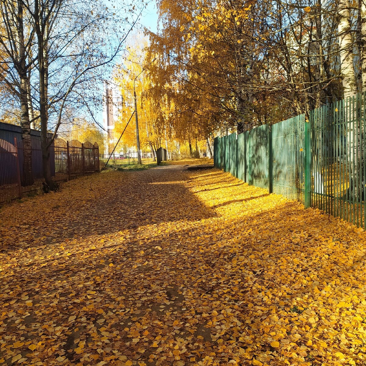 Ковер из листьев🍂🍃🍁