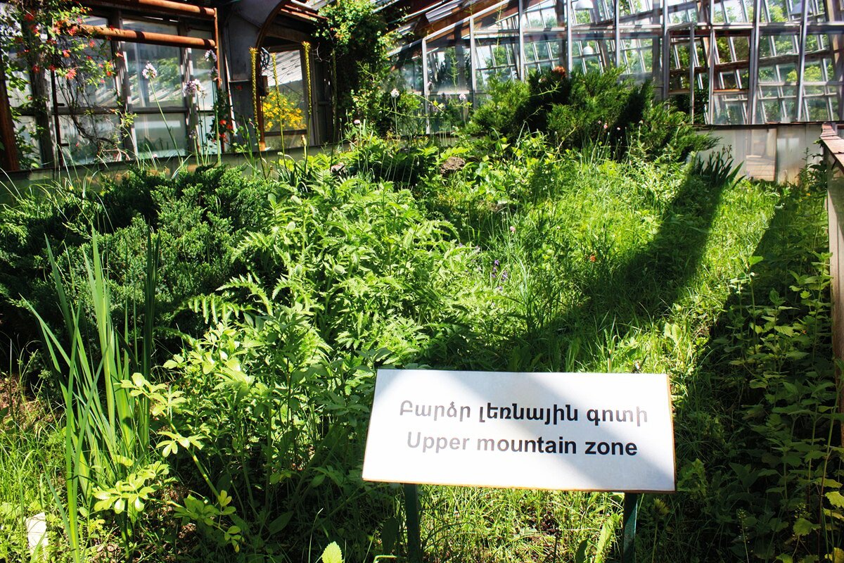Растения высокогорных районов в оранжерее. Источник https://picnichotels.com