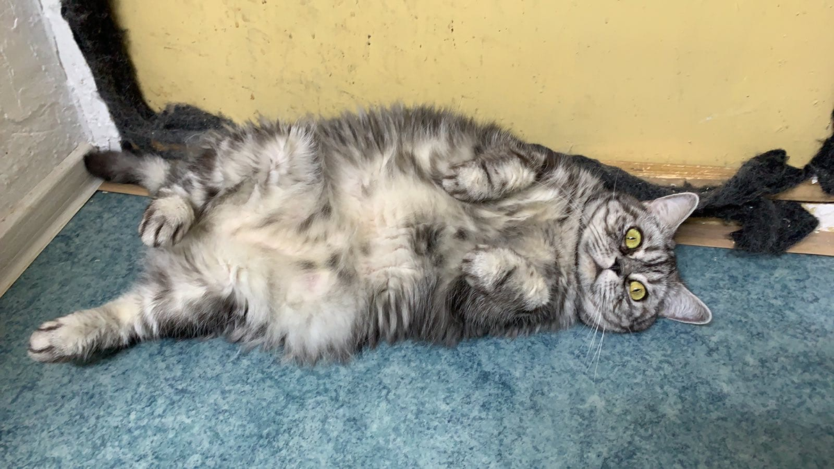 Плюша, принесли в клинику на усыпление 