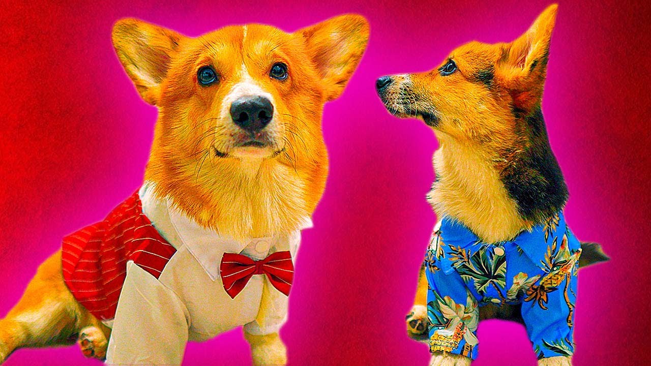 СВАДЬБА БУБЛИКА! Гуру Шоппинга AliExpress выбрала нам костюмы! (Корги Коржик)  Говорящая собака | Корги Коржик | Дзен