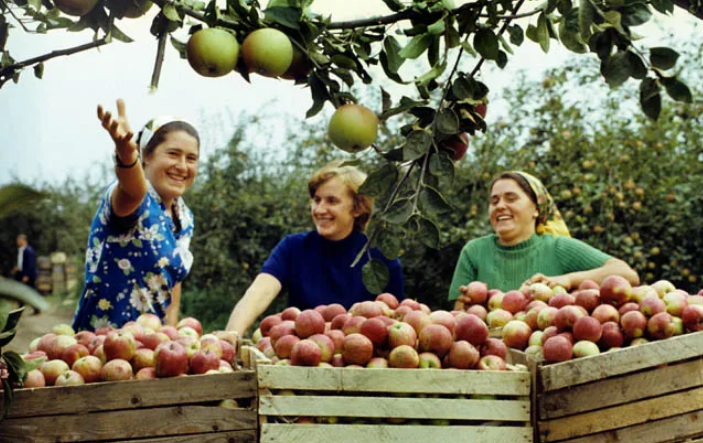 Еще с советских времен 99 % всех молдавских фруктов уходили в Россию. С тех пор ситуация не изменила - никому кроме России молдавские яблоки не нужны (фото из открытых источников)