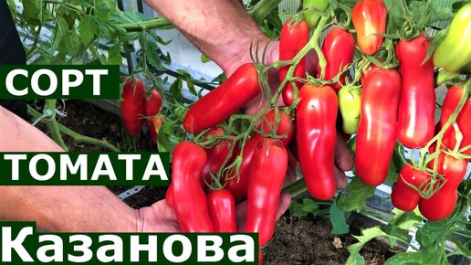 Томат Казанова Подробное описание сорта