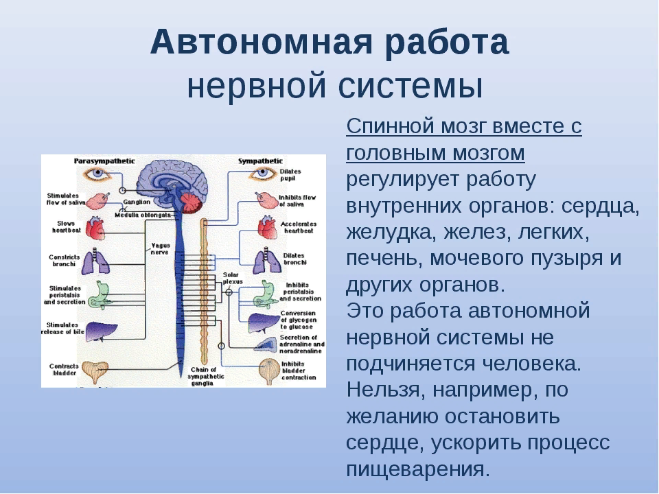 Значение нервной системы 8 класс конспект. Вегетативная нервная система регулирует. Вегетативная нервная система регулирует работу. Вегетативная нервная система мозг. Задания по нервной система.