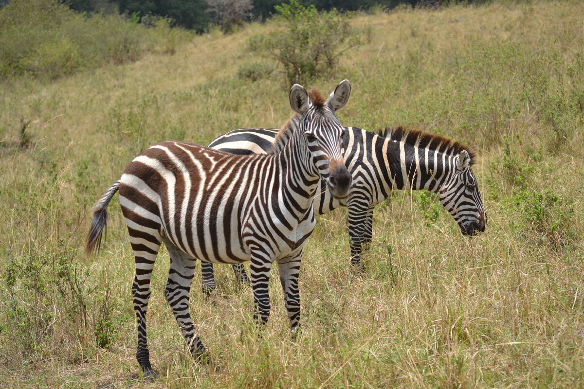 Сафари в Масаи Мара