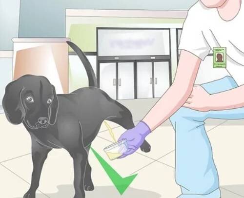 Создание спокойной обстановки для кобеля