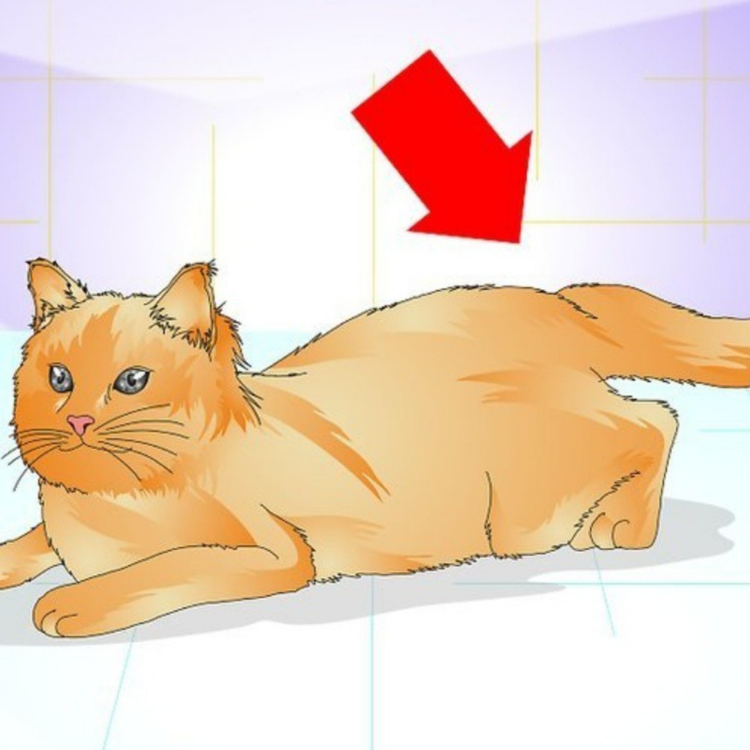 Загулявшая кошка - стресс в доме. Что нужно знать каждому кошатнику,  разбираемся в деталях | ХвостикиПравят | Дзен