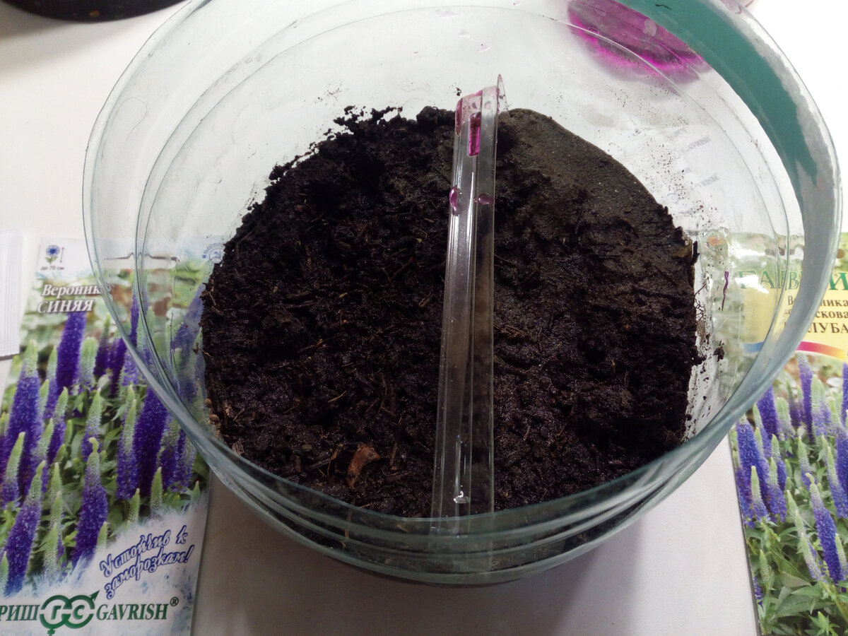 Разделила тару пополам перегородкой из пластика и посеяла на теплую землю. Слева синяя вероника, а справа-голубая.