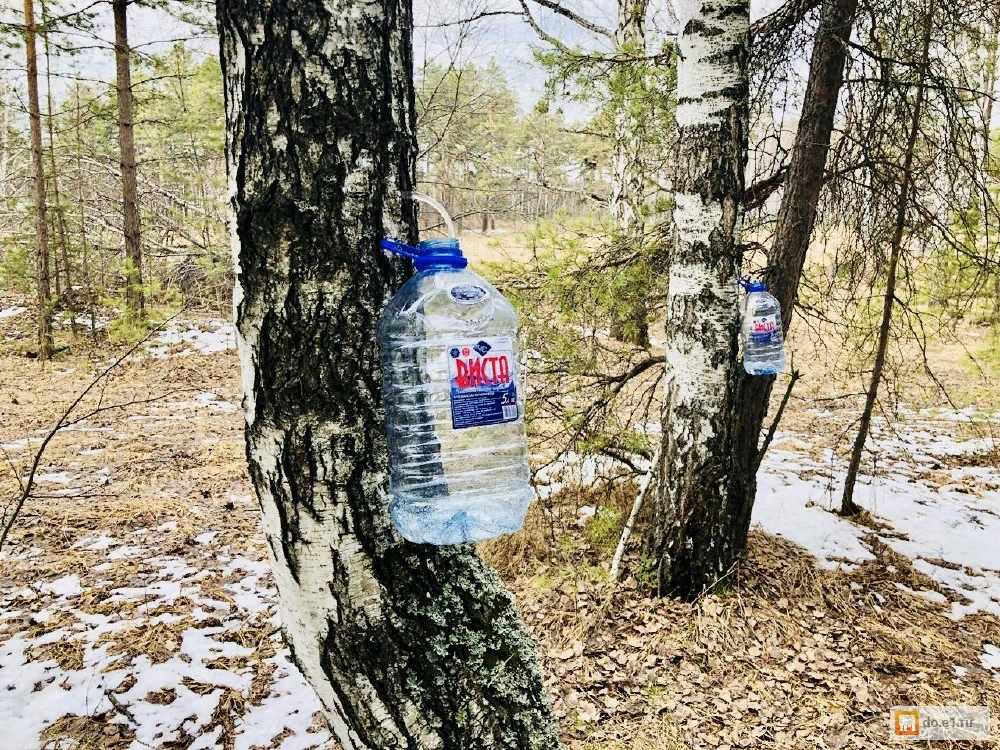 Сбор березового сока.