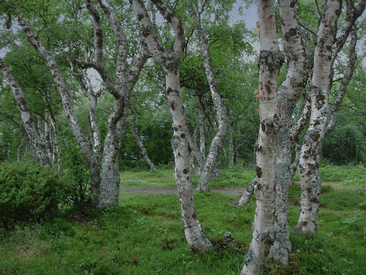 Что делают из древесины березы?