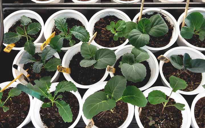 В чем выращивать рассаду на подоконнике: правильная емкость для томата, перца, цветов