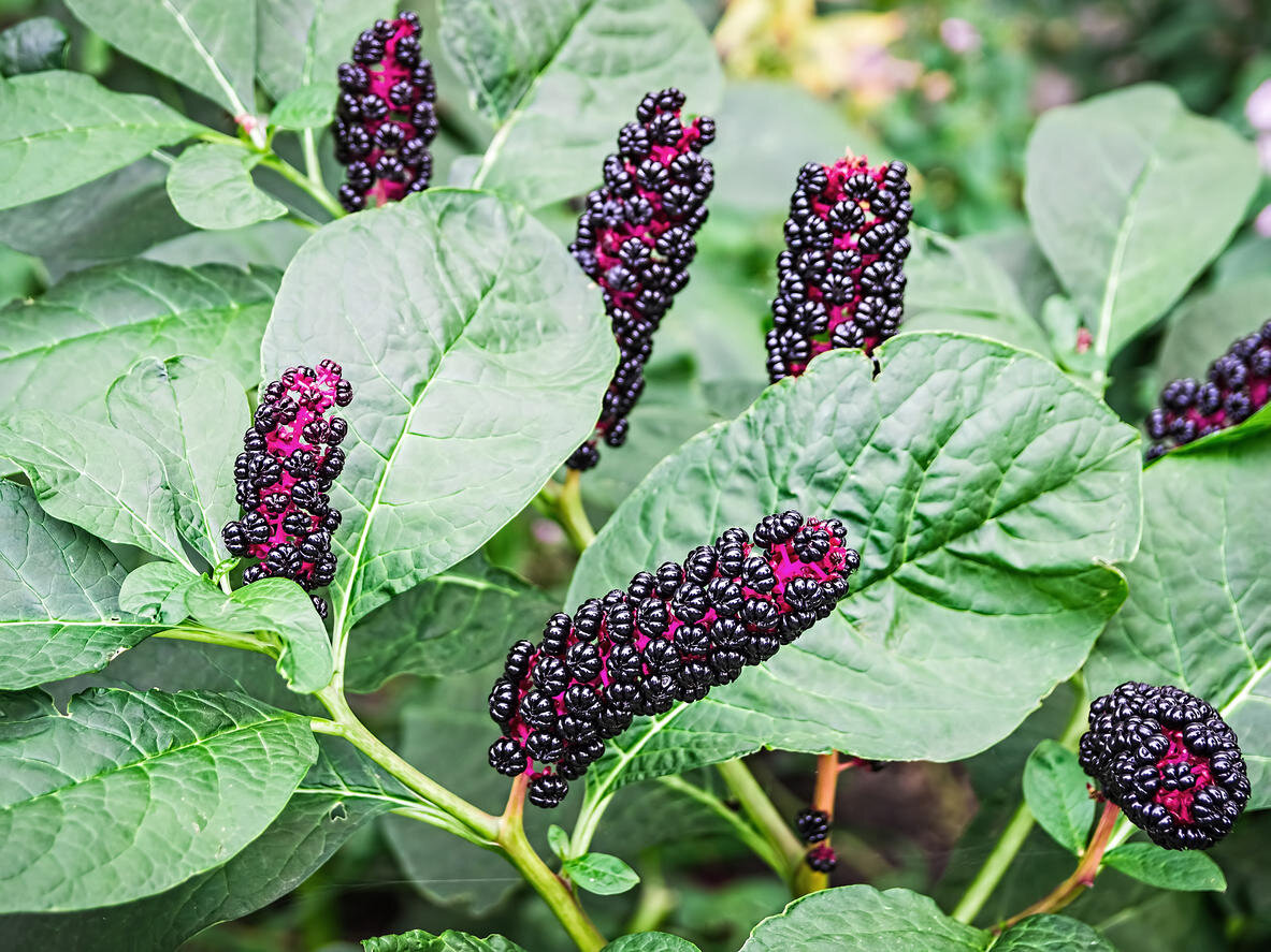 Phytolacca (лаконос американский)