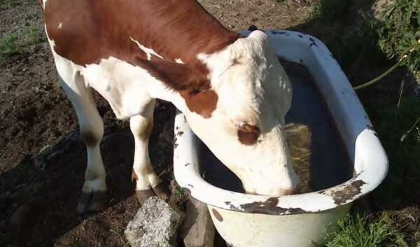 Поїлки для корови (індивідуальні, групові): як зробити своїми руками, покрокова інструкція, фото