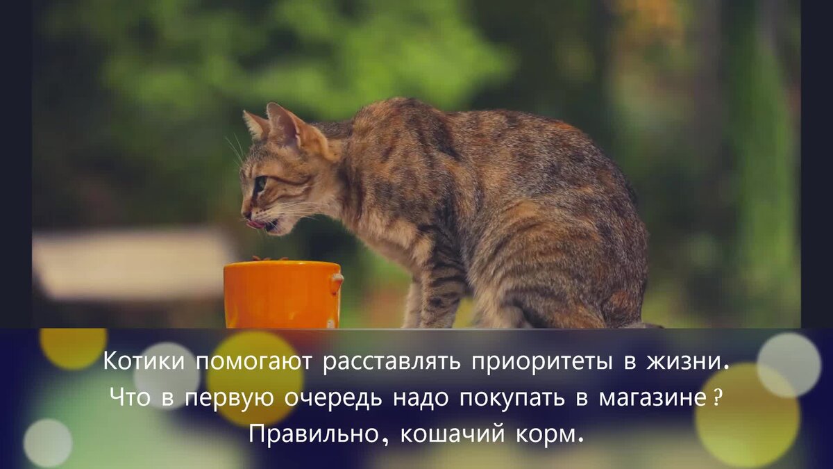 Доброго житейские. Настоящие многоголовые коты. Кот труженик картинки.