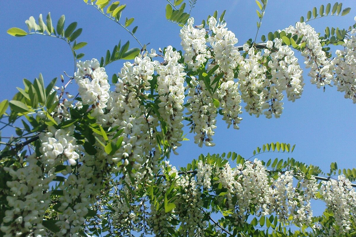 Акация белая (Робиния). Белая Акация (Робиния псевдоакация). Робиния Лжеакация цветение. Акация белая (Робиния псевдоакация) (Robínia pseudoacácia).