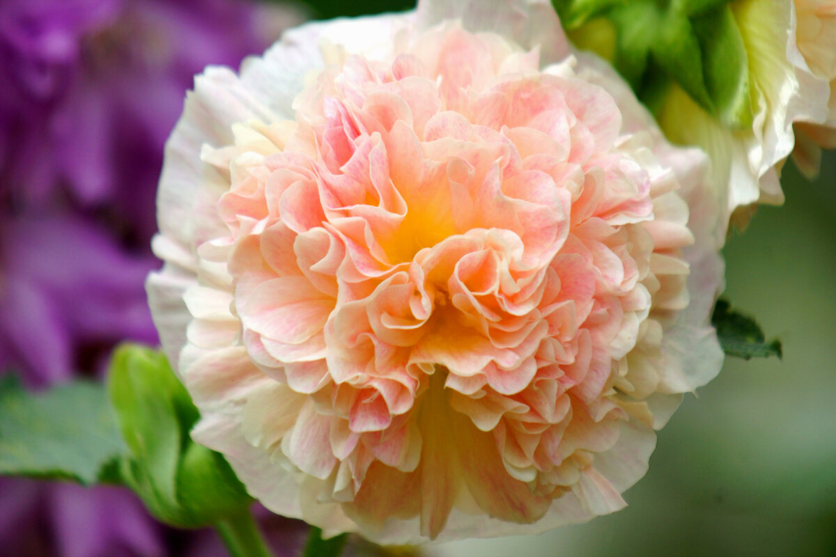 Мальва Ореховый 