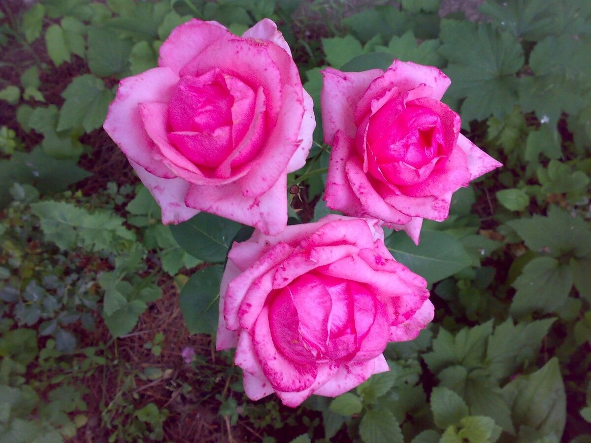 Роза - королева цветов..... 