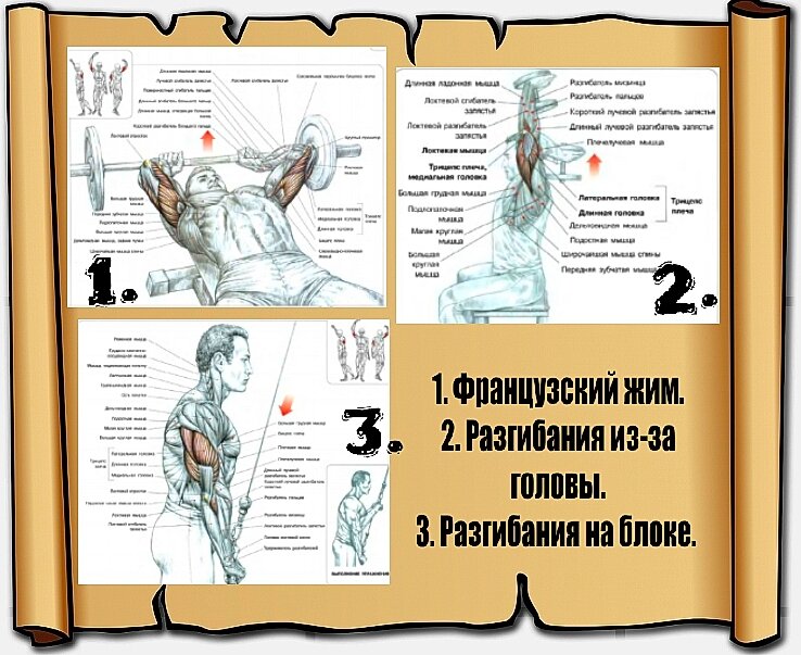 Трисет. План силовой тренировки. Анатомия силовых упражнений с дополненной реальностью. Самые полезные многоцелевые упражнения. Сплит упражнения