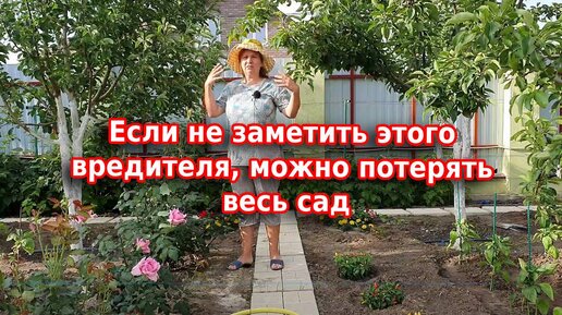 Обязательно осматривайте свои деревья: этот жук способен уничтожить полностью сад