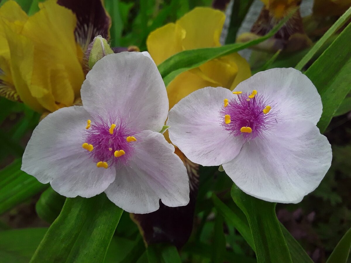 Традесканция, сорт Temptation