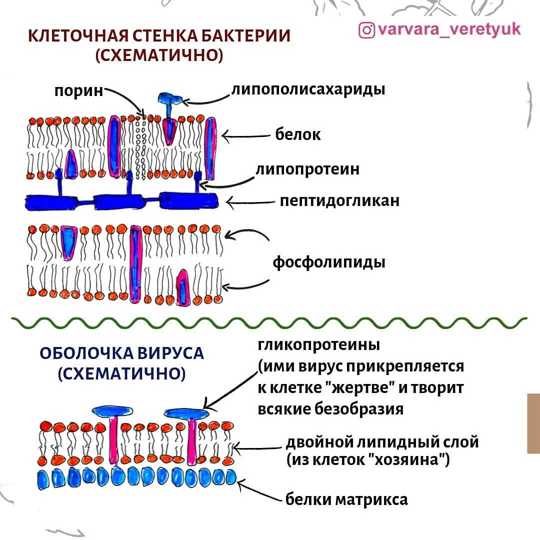 Синтез бактерий. Антибиотики и вирусы.