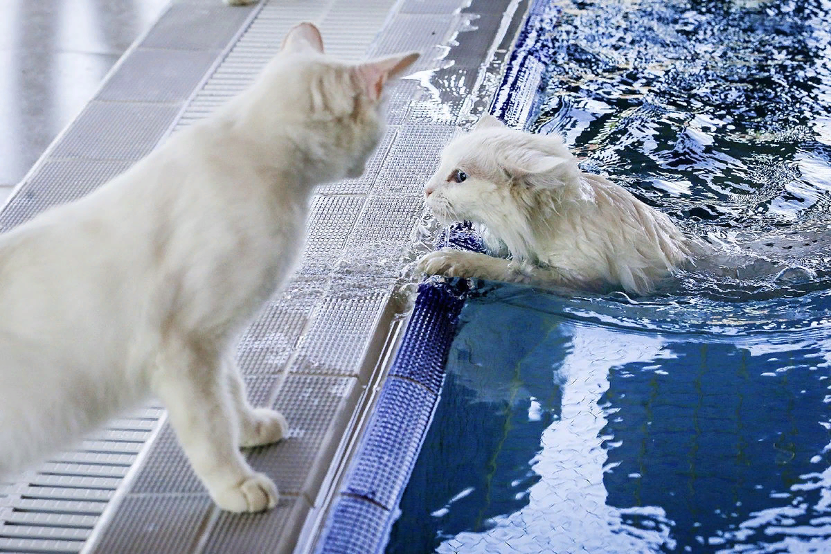 Котята озерах