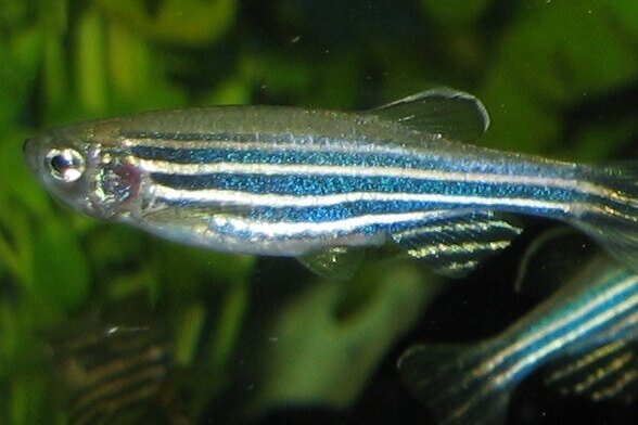     Ученые выяснили, как мозг узнает своих