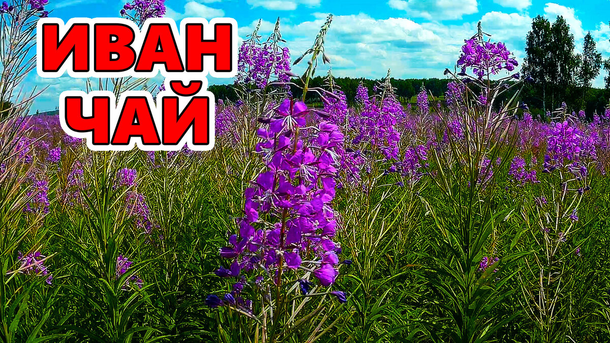 Иван чай свойства растения фото Геннадий Сибиряк