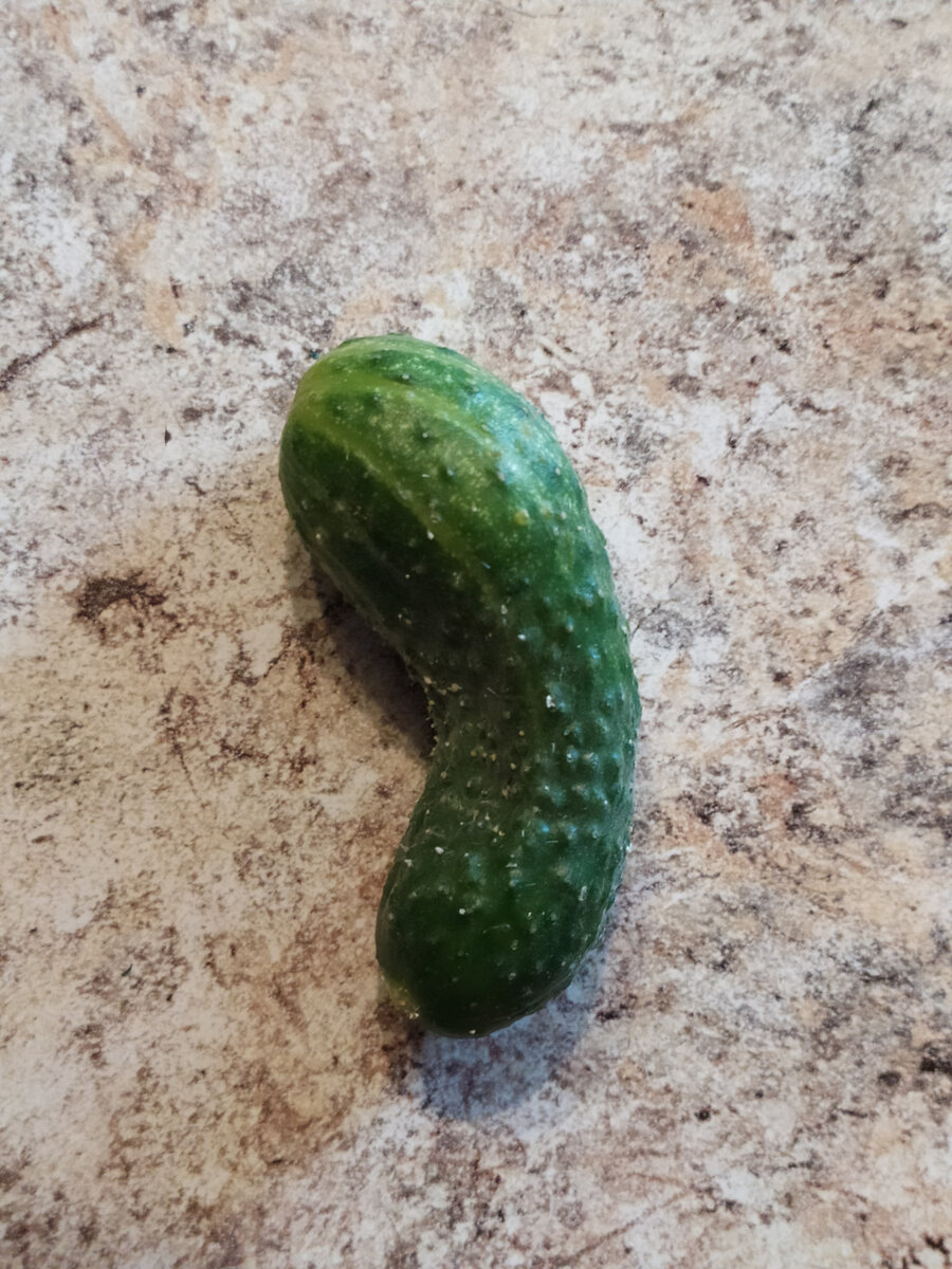 Кривой огурец