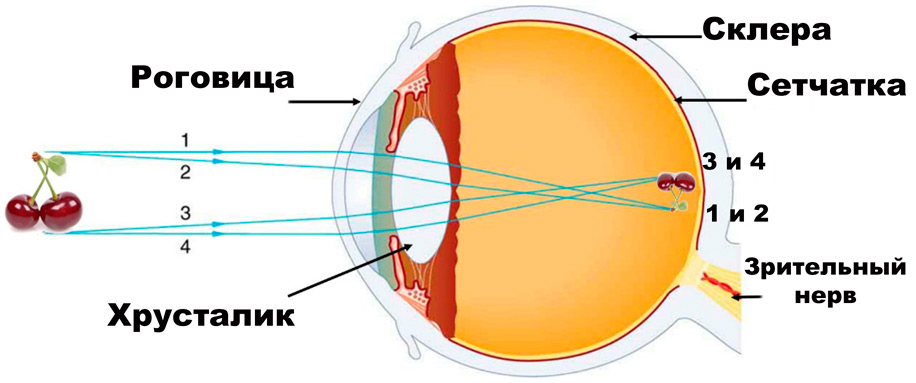 https://www.ochkov.net/informaciya/stati/pochemu-chelovecheskij-glaz-vidit-predmety-perevernutymi.htm
