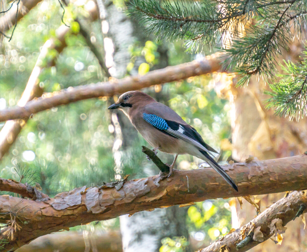 Сойка (лат. Garrulus glandarius)