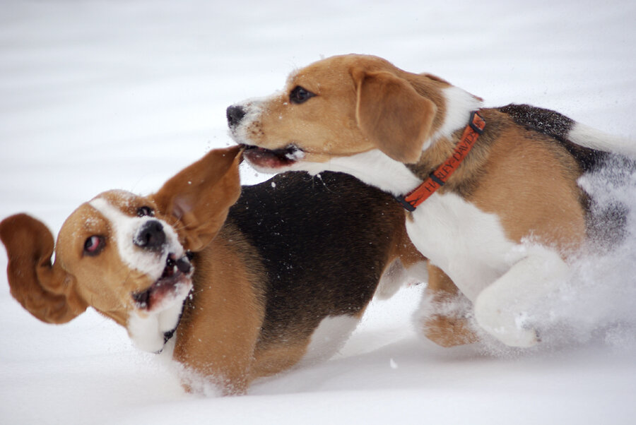 Автор S.CHilikin