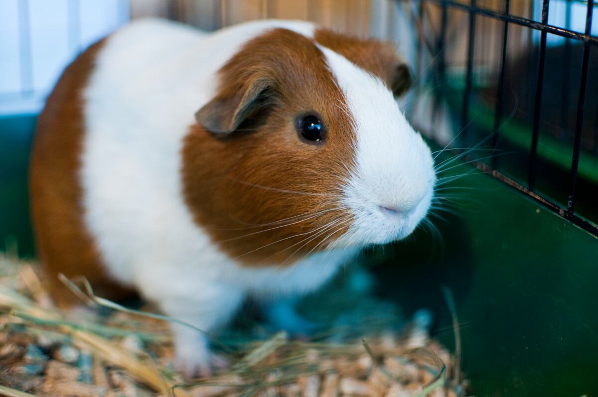 Морская свинка (лат. Cavia porcellus), наверное, очень бы удивилась, если бы узнала о своем русскоязычном названии, ведь она не имеет ничего общего ни с настоящими свиньями, ни с морем. Тогда почему же ее называют именно так?



flickr/pyza*

Все очень просто: «морской» она стала потому, что привезли ее из Америки, т.е. из-за моря. Хотя, наверное, правильнее было бы называть ее «заморской». В Европе ее чаще всего зовут «гвинейской свиньей», «свиной мышью» или «индейской свинкой». Как видите, только слово «свинка» не вызывает споров. Почему? Потому что этот зверек иногда издает хрюкающие звуки, совсем как его большая тезка.


Первыми морских свинок одомашнили племена Анд Южной Америки еще 5 тыс. лет назад. Правда, тогда они не были просто домашними любимцами. Люди использовали их как источник вкусного мяса или в качестве жертв для различных ритуалов и обрядов. Начиная с 13-го века н.э. индейские племена всерьез заинтересовались их разведением и до завоевания Империи Инков в 1533 году успели вывести множество различных пород.



flickr/pyza*

Конечно, современные селекционеры пошли еще дальше. Сегодня существует огромное количество разновидностей морских свинок, которые совсем не похожи друг на друга. К примеру, в зоомагазинах можно встретить как длинношерстных зверьков, так и жесткошерстных, короткошерстных и даже животных совсем без шерсти или с небольшим пушком.

В целом же морские свинки имеют длину тела от 25 до 35 см, у них широкая тупая морда с висячими ушами, крупное туловище с округлыми формами и совсем нет хвоста. Самцы весят от 1 до 1,5 кг, самки – от 0,8 до 1,2 кг. У диких особей естественный окрас верхней части тела коричнево-серый, живот и внутренняя сторона лап более светлые.



flickr/pyza*

Это довольно милые домашние животные с добродушным и доверчивым характером. Они очень любят сидеть на руках и играть с хозяином. Однако во время таких занятий стоит быть очень осторожным, так как падение даже с небольшой высоты может иметь очень печальные последствия для зверька.

Интересно, что морские свинки кроме хрюканья умеют издавать множество других самых разных звуков. Например, когда они довольны, могут помурлыкать. При ухаживании самцы иногда урчат. Самки во время беременности или при отсутствии самца начинают чирикать, как птички. Делают они это по ночам, продолжая свою «песню» от 2 до 10 минут. Правда, происходит такое крайне редко.



flickr/pyza*

Питаются морские свинки сеном, зерновыми кормами, сочными овощами и фруктами. При кормлении следует учитывать, что свежее сено должно круглосуточно находиться в клетке, так как животное с его помощью стачивает себе зубы, кроме того, оно способствует нормализации работы пищеварительной системы.

Иногда зверька можно застать за не слишком приятной процедурой – поеданием собственного помета. Эта привычка досталась ему от диких предков – оказывается, таким способом морские свинки обогащаются витаминами, так как витамины группы В и К усваиваются в организме животного только при повторном прохождении через ЖКТ.

Содержать их лучше парами или небольшими однополыми группками – одиночество заставляет морских свинок сильно переживать, что приводит к перееданию и сокращению срока жизни.

И так…

 


Домик для морской свинки
Вашему новоиспеченному другу обязательно нужен собственный домик. Подойдет любая достаточная по размеру одноэтажная клетка или аквариум. Поскольку морские свинки имеют короткие лапы, им не нужно устраивать много аттракционов в виде лесенок, гамаков и т.д.

Однако в клетке обязательно должно быть какое-нибудь убежище, чтобы пугливый зверек мог спрятаться в случае необходимости. Лучше, если это будет небольшая конструкция из коры, тогда грызун будет стачивать об нее зубы.