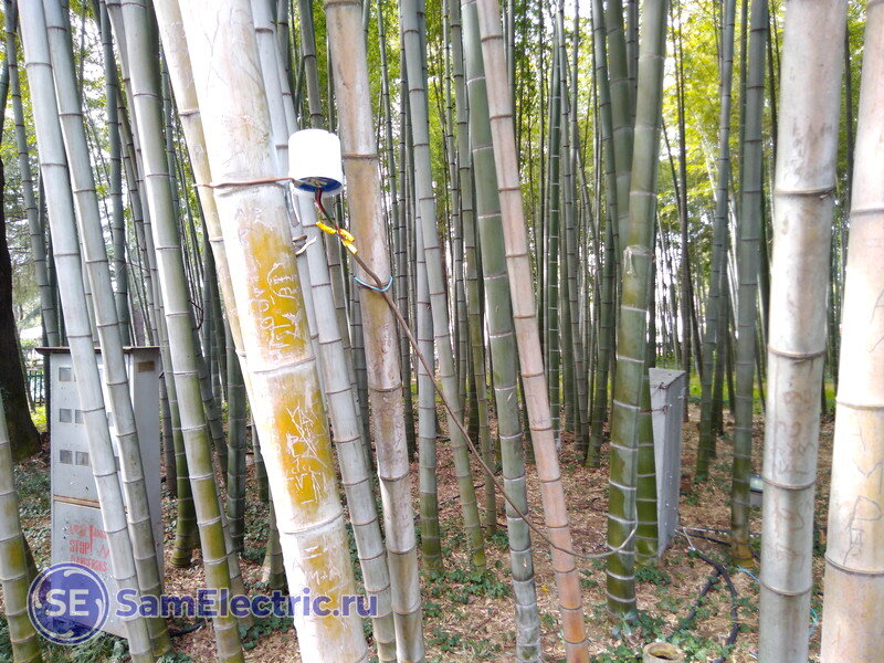 Датчик в бамбуковой роще
