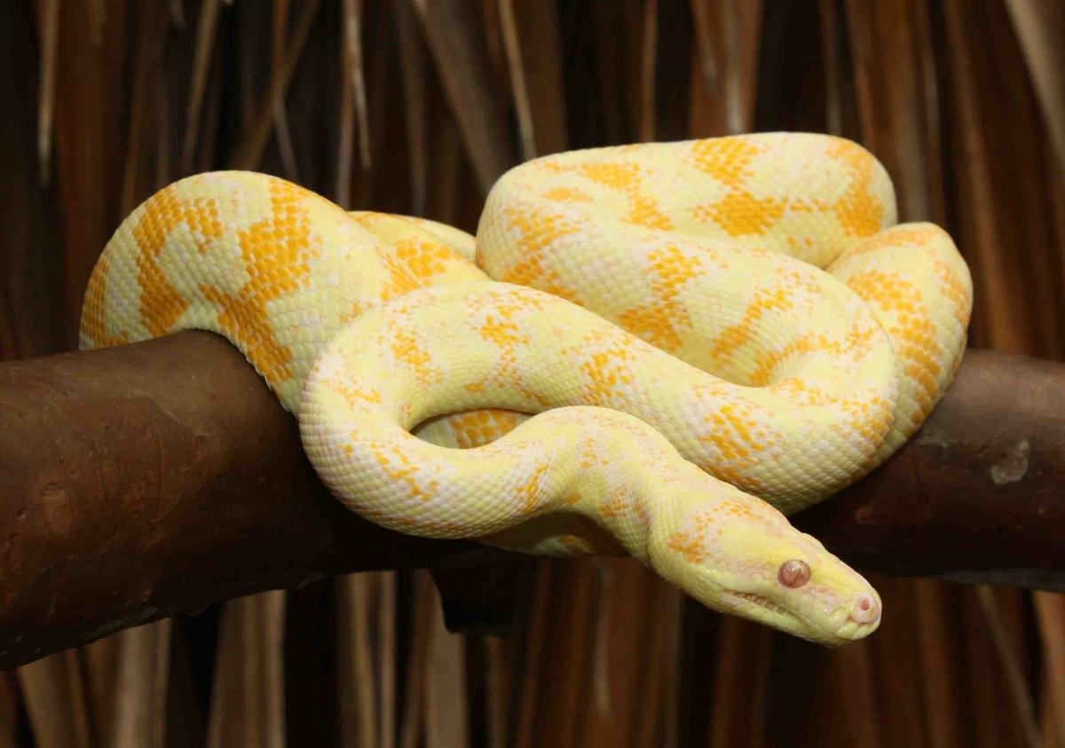 Питон королевский