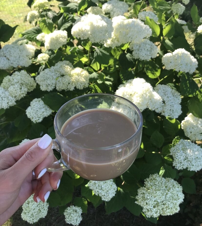 Гортензия древовидная Анабель. Цветение в июле 2020г, Высота куста 1,5 м,  Личный архив