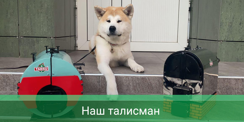 Это наш талисман породы Акита-Ину. Его зовут Мэй и ему почти 4 года 🦊