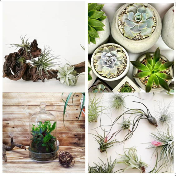 Суккуленты от https://www.instagram.com/plumka.art/.  Флорариум от https://www.instagram.com/bon2say/ . Атмосферные растения от https://timewithlove.ru/
