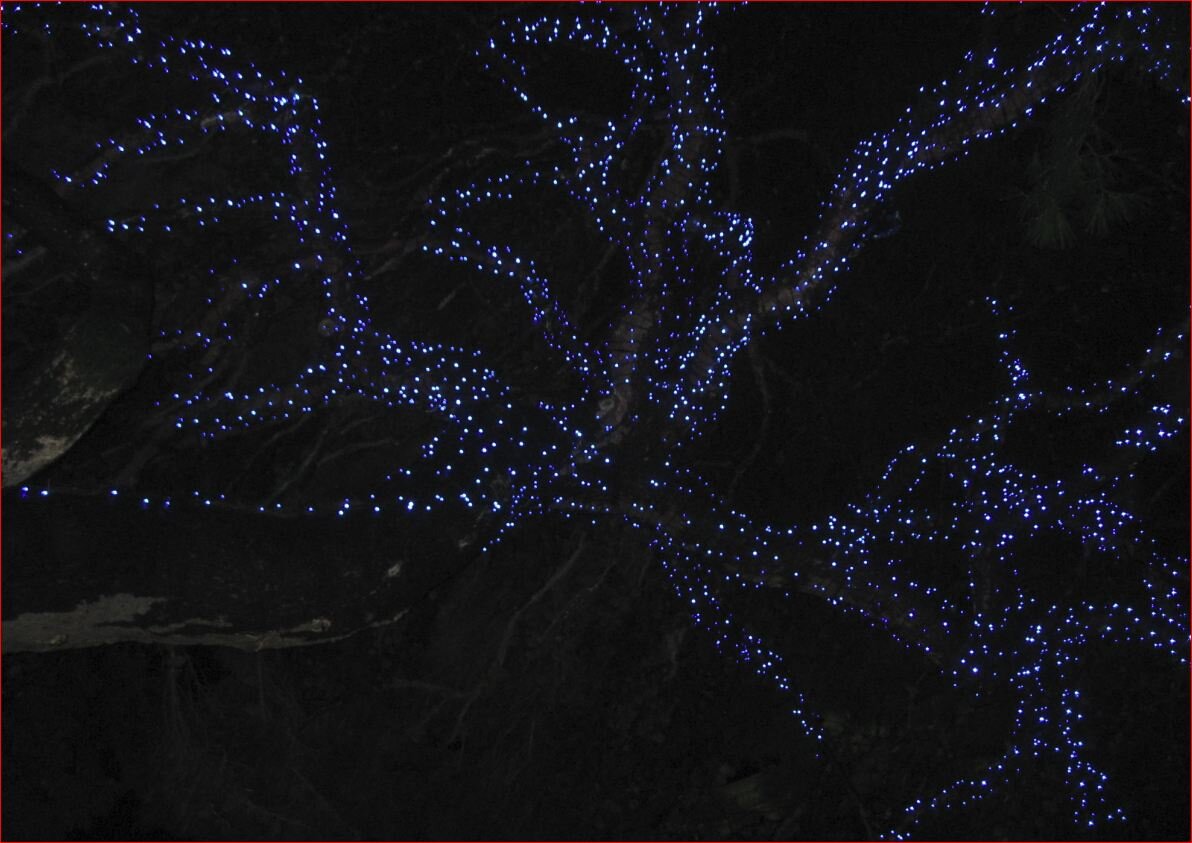 Ночные огни на дереве, Ялта, Набережная