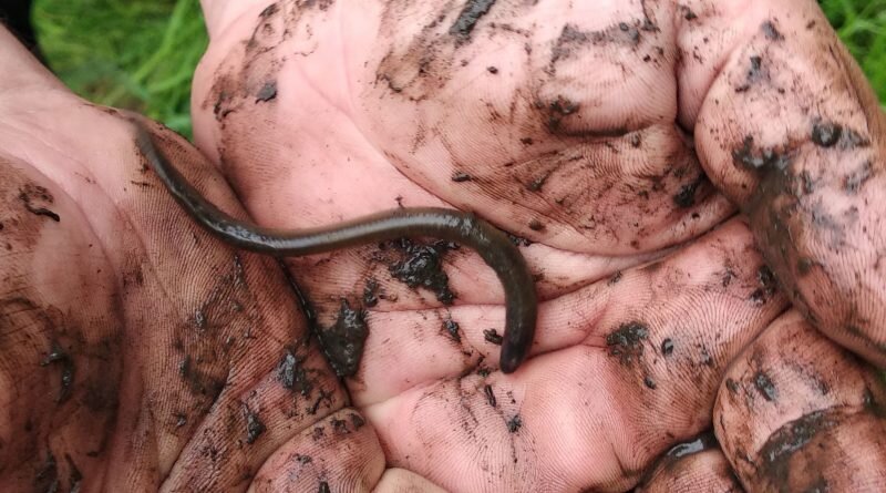 Пескоройка - личинка миноги.