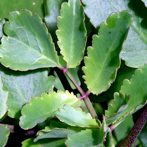 каланхоэ перистое